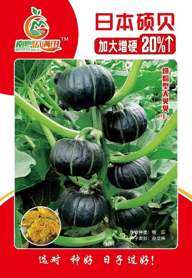 贝贝南瓜籽种贝栗4号品质保证服务周到产地直发