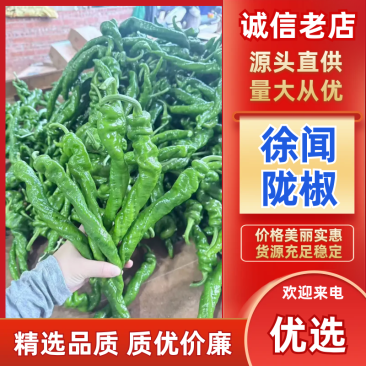 《陇椒》广东陇椒/徐闻辣椒/精选陇椒/电商团购批发价