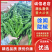 《陇椒》广东陇椒/徐闻辣椒/精选陇椒/电商团购批发价