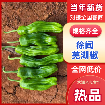 【芜湖椒】广东芜湖椒/徐闻芜湖椒/电商团购一件批发价优惠