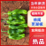 【芜湖椒】广东芜湖椒/徐闻芜湖椒/电商团购一件批发价优惠