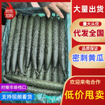 【精品】山东黄瓜密刺黄瓜短把干花油量好吃欢迎来电