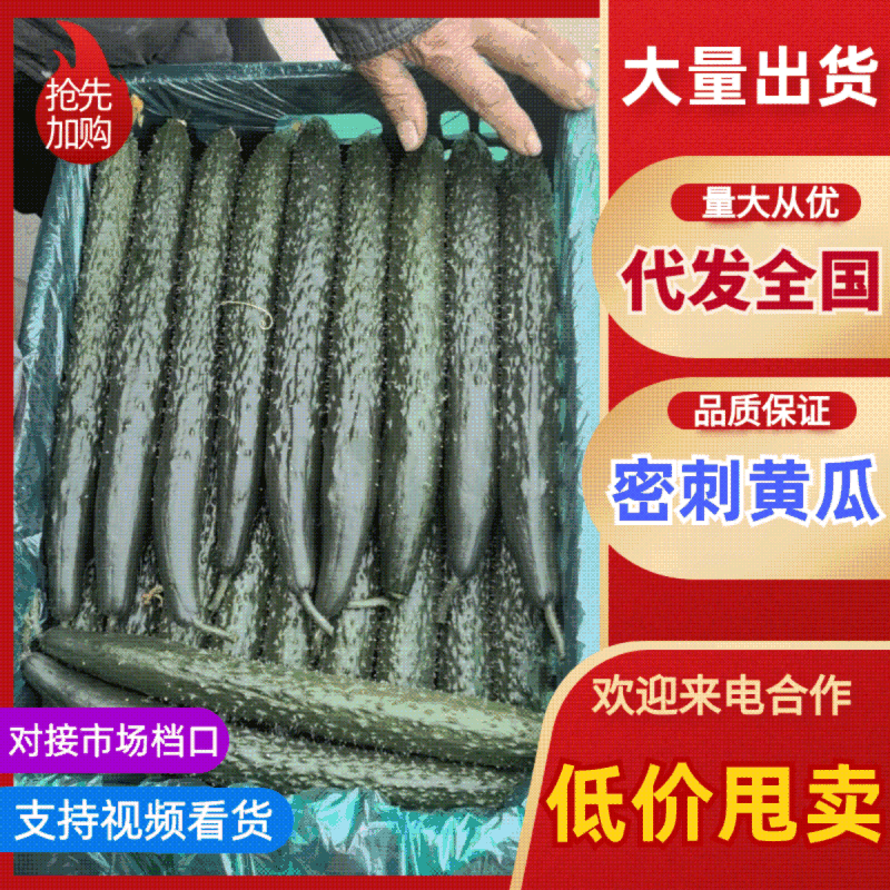【精品】山东黄瓜密刺黄瓜短把干花油量好吃欢迎来电