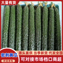 山东油亮密刺短把黄瓜鲜花干花25-45公分产地直供