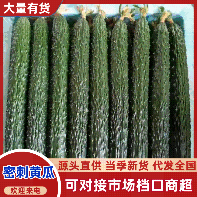 山东油亮密刺短把黄瓜鲜花干花25-45公分产地直供