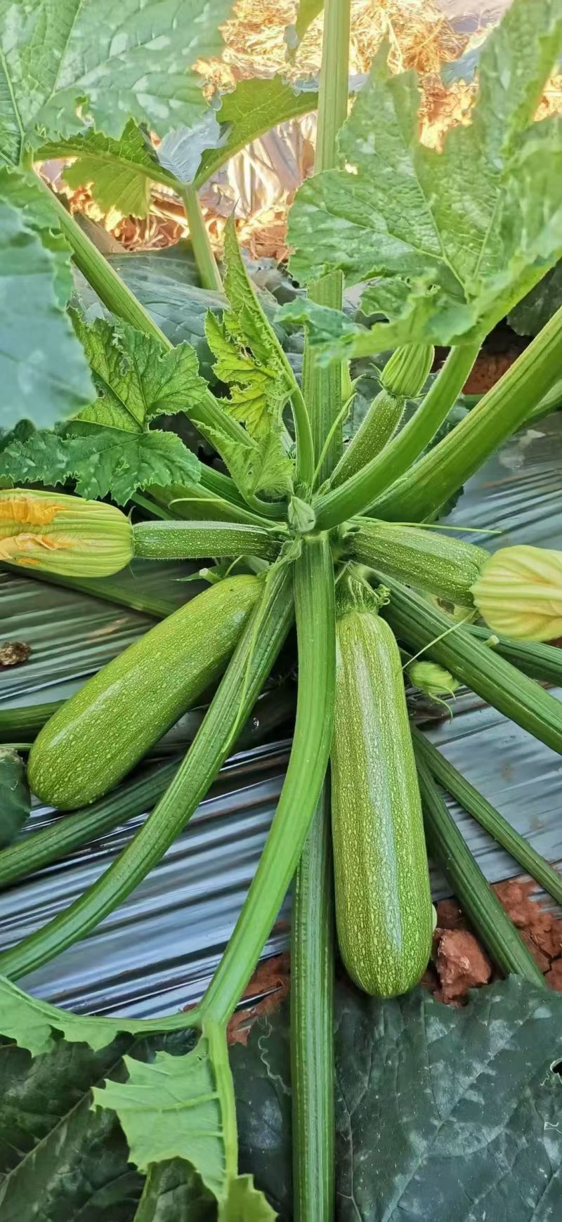 云南精品西葫芦，货源充足，长期有货，正品保障，欢迎咨询
