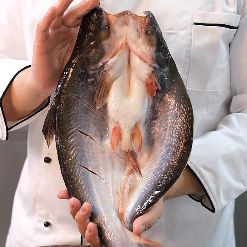 开背巴沙鱼