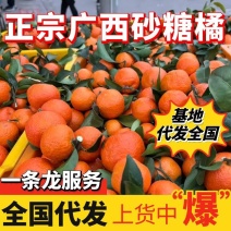 《精选》广西沙糖桔/砂糖橘/电商市场商超外贸/全渠道对接