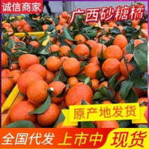 【荐】广西正宗沙糖桔/基地直供/现摘现发/一条龙服务