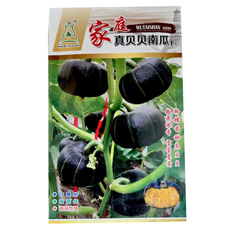 家庭真贝贝南瓜种子粉糯香甜板栗浓香口感好甘面型