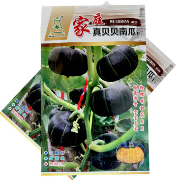 家庭真贝贝南瓜种子粉糯香甜板栗浓香口感好甘面型