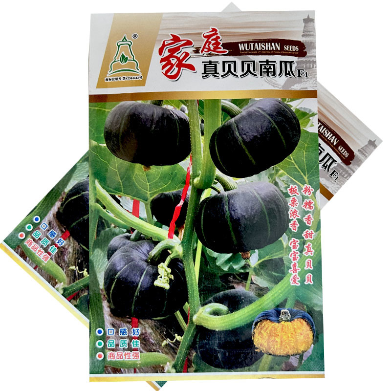 家庭真贝贝南瓜种子粉糯香甜板栗浓香口感好甘面型
