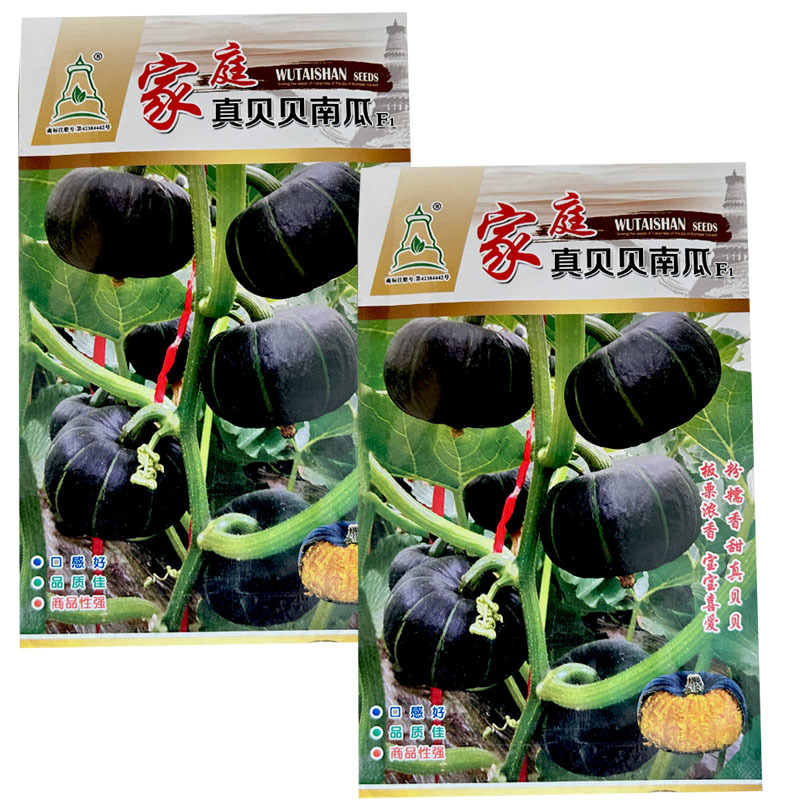 家庭真贝贝南瓜种子粉糯香甜板栗浓香口感好甘面型