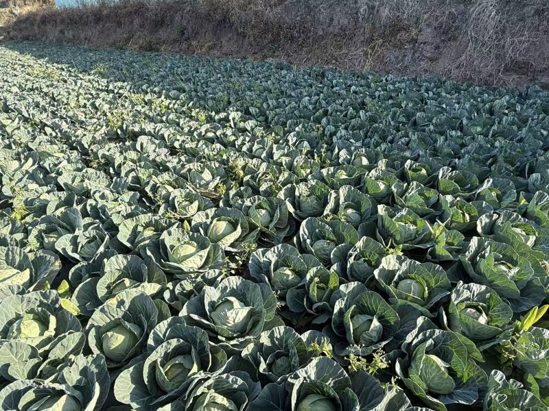 四川西昌甘蓝铁头包菜大量有货产地直销需要的老板联系