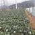 四川西昌甘蓝铁头包菜大量有货产地直销需要的老板联系