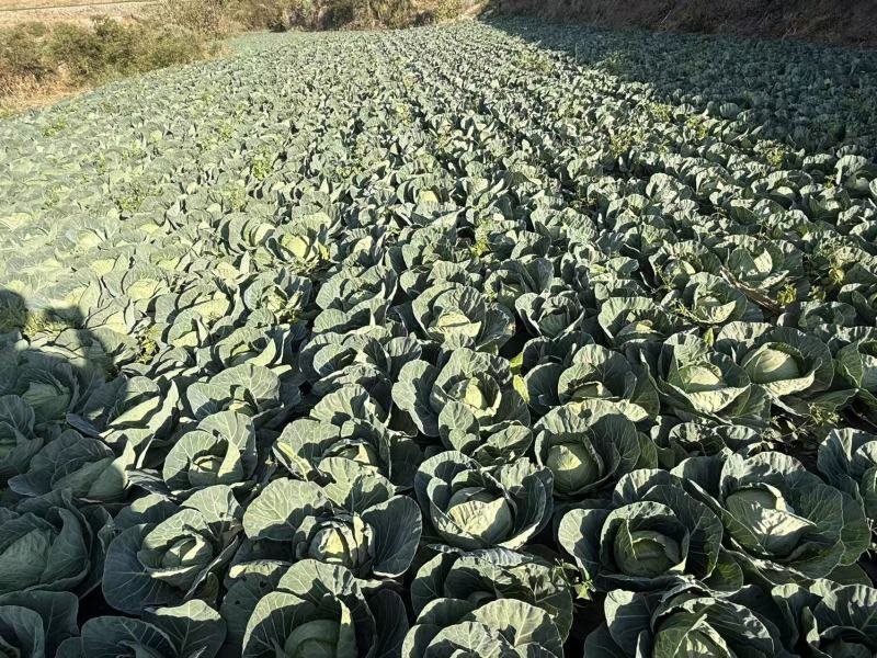 四川西昌甘蓝铁头包菜大量有货产地直销需要的老板联系
