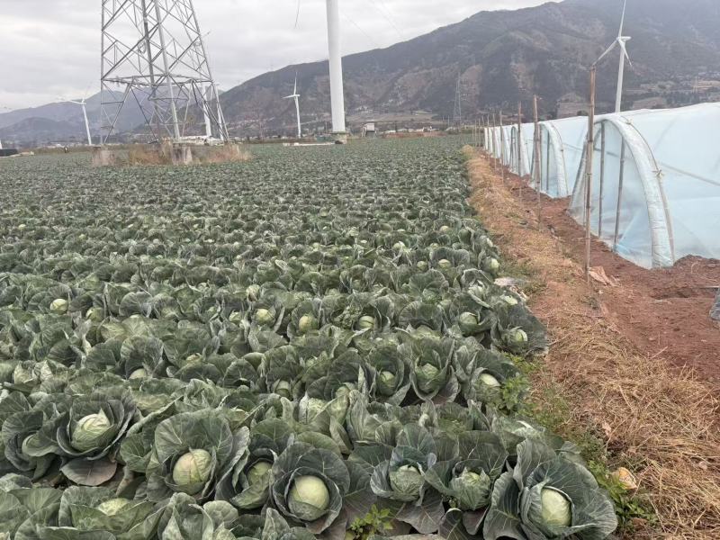 四川凉山西昌甘蓝铁皮包菜产地直销价格优惠欢迎咨询采购