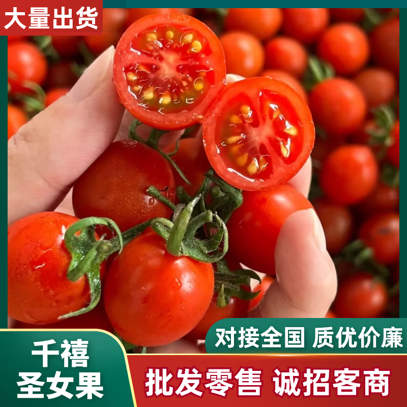 田东新基地圣女果小番茄对接全国市场，整车批发