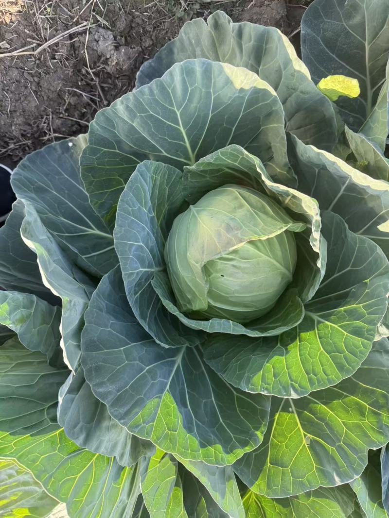 四川凉山甘蓝铁头包菜，大量上市，货量充足，品质佳，欢迎采购
