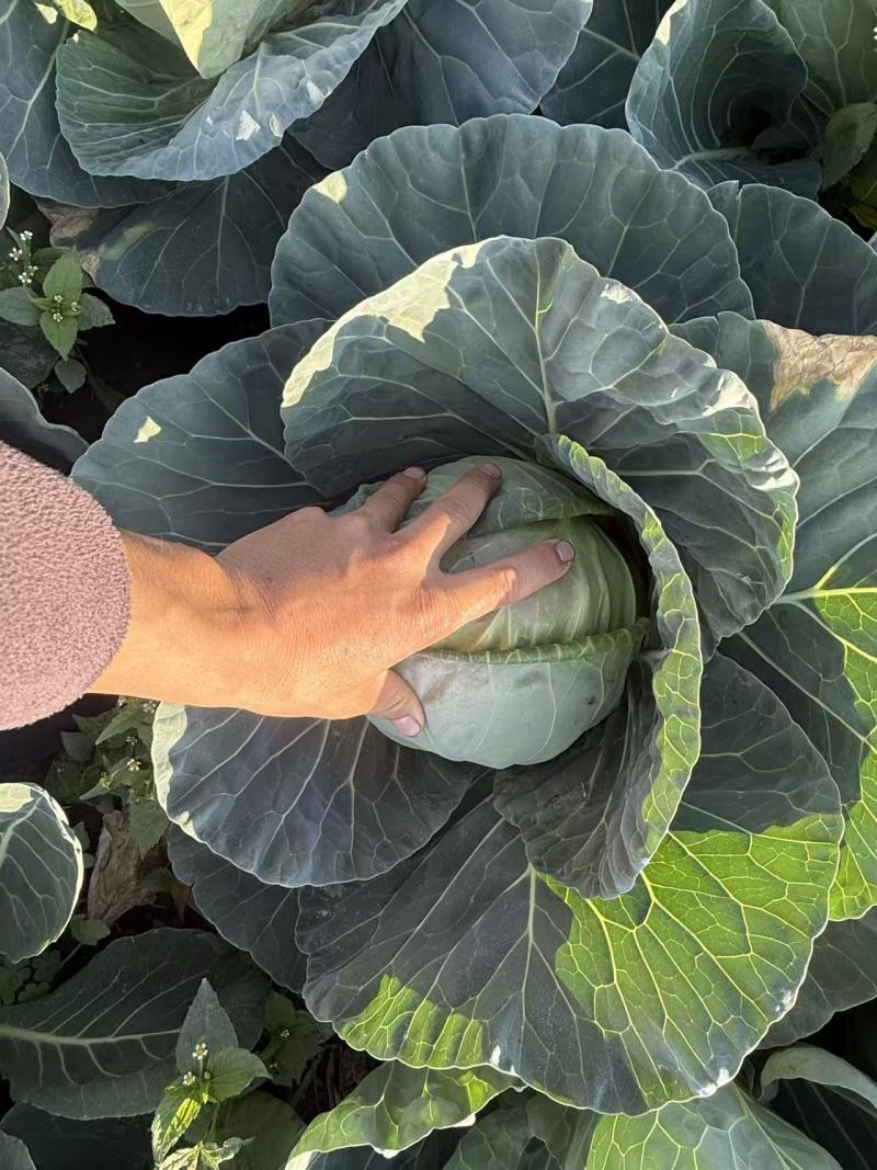 四川凉山甘蓝铁头包菜，大量上市，货量充足，品质佳，欢迎采购