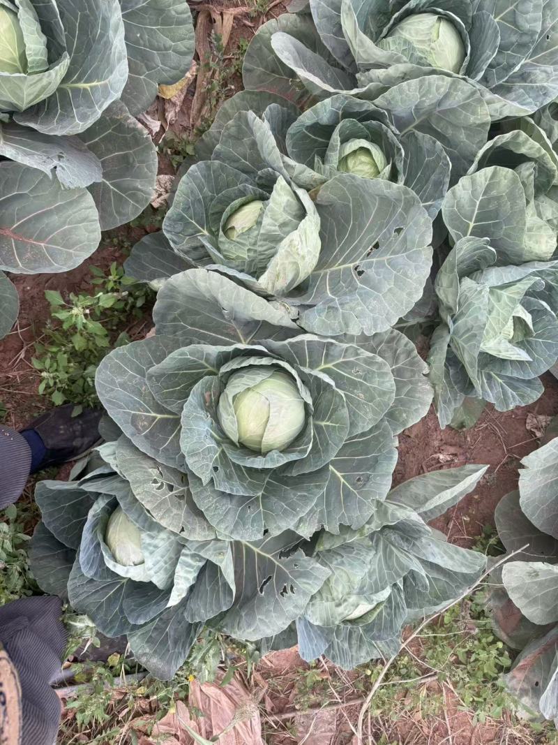 四川凉山甘蓝铁头包菜，大量上市，货量充足，品质佳，欢迎采购