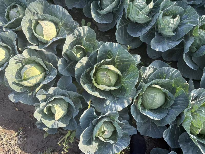 四川凉山甘蓝铁头包菜，大量上市，货量充足，品质佳，欢迎采购