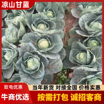 四川西昌甘蓝铁头包菜大量有货产地直销需要的老板联系