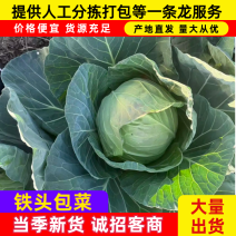 四川凉山西昌甘蓝铁皮包菜产地直销价格优惠欢迎咨询采购