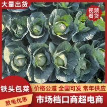 四川凉山甘蓝铁头包菜，大量上市，货量充足，品质佳，欢迎采购