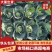四川凉山甘蓝铁头包菜，大量上市，货量充足，品质佳，欢迎采购