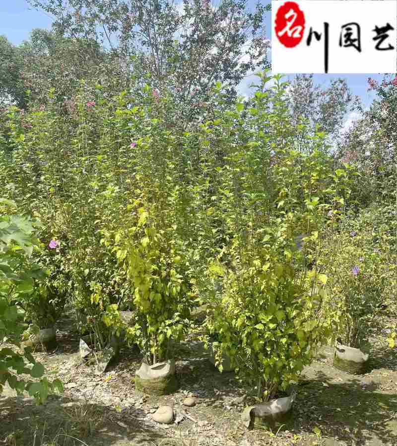 四川木槿基地直销丛生木槿批发重庆木槿价格量大价优
