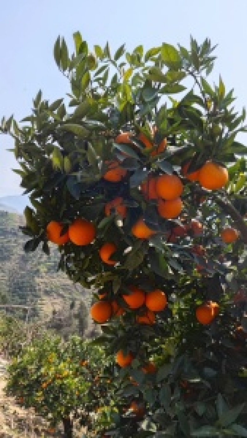 重庆奉节重庆脐橙橙子🍊产地直销量大从优可视频看货