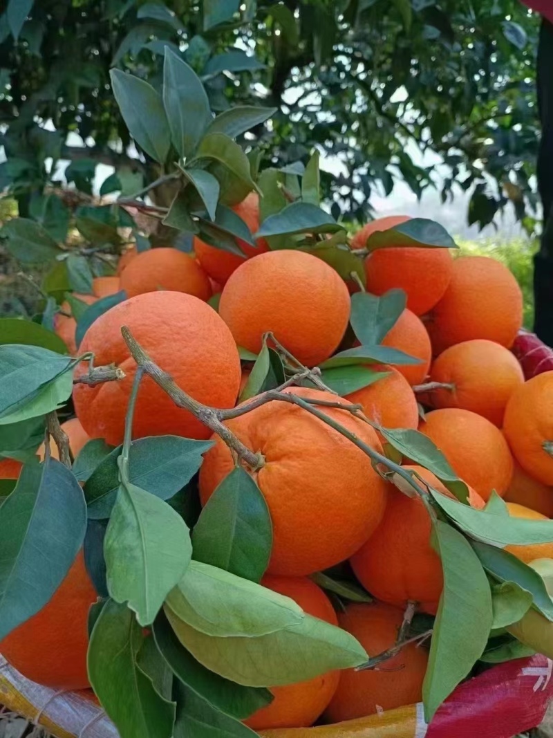重庆奉节重庆脐橙橙子🍊产地直销量大从优可视频看货