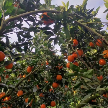 重庆奉节重庆脐橙橙子🍊产地直销量大从优可视频看货