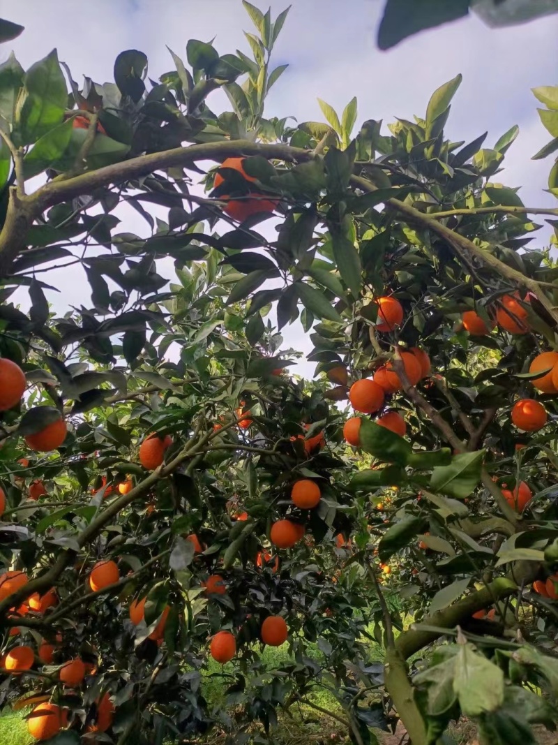 重庆奉节重庆脐橙橙子🍊产地直销量大从优可视频看货