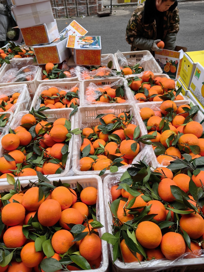 重庆奉节重庆脐橙橙子🍊产地直销量大从优可视频看货