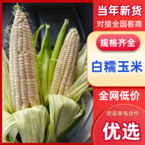 白糯玉米湛江玉米产地直发货源充足代发全国量大优惠