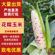 花糯玉米供应市场商超电商一手货源量大价优