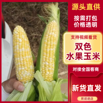 双色水果玉米产地直发保质保量对接全国量大优惠