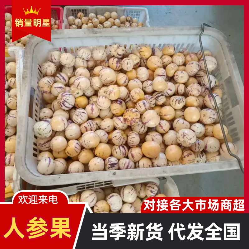 云南人参果产地大量现货供应，规格齐全价格可谈，欢迎电联
