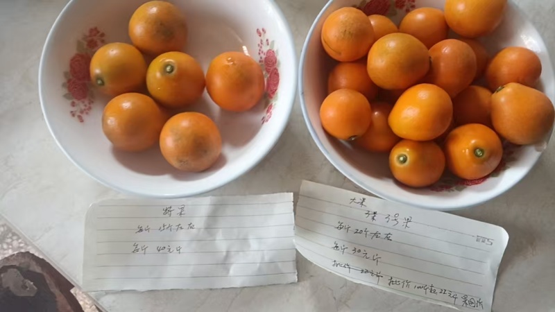 金桔脆蜜金桔湖南金桔对接电商市场社区团购等