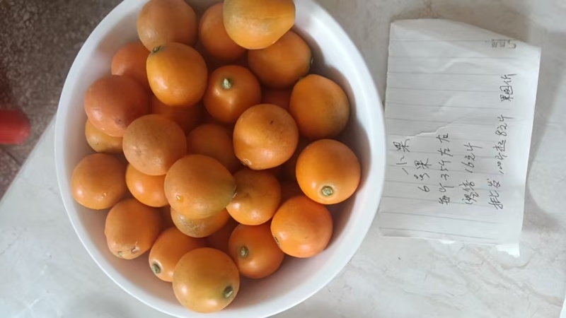 金桔脆蜜金桔湖南金桔对接电商市场社区团购等