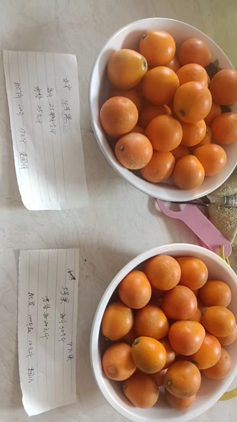 湖南永州金桔脆密金桔果园直采量大价优欢迎来电洽谈