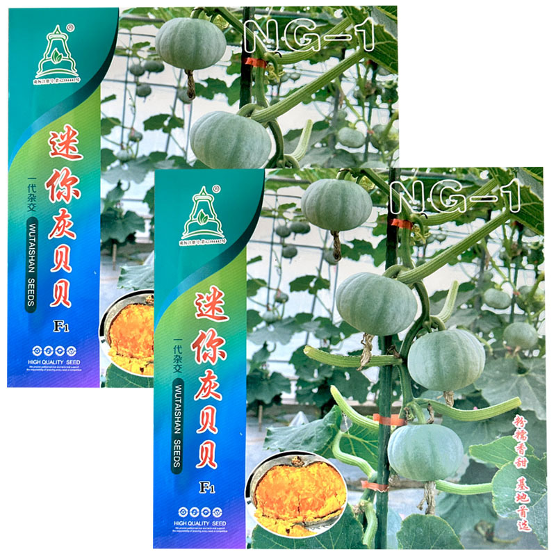 灰贝贝南瓜种子粉糯香甜小南瓜果皮银色基地品种