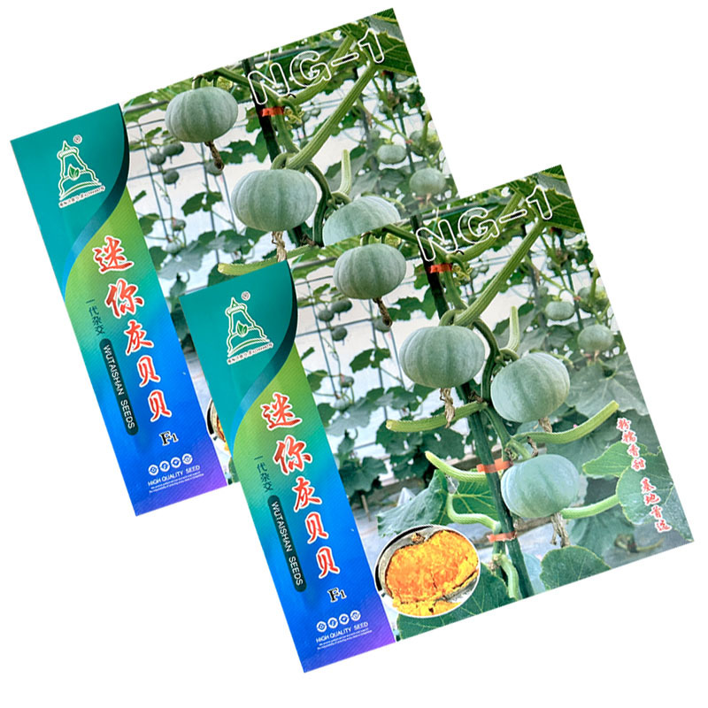 灰贝贝南瓜种子粉糯香甜小南瓜果皮银色基地品种