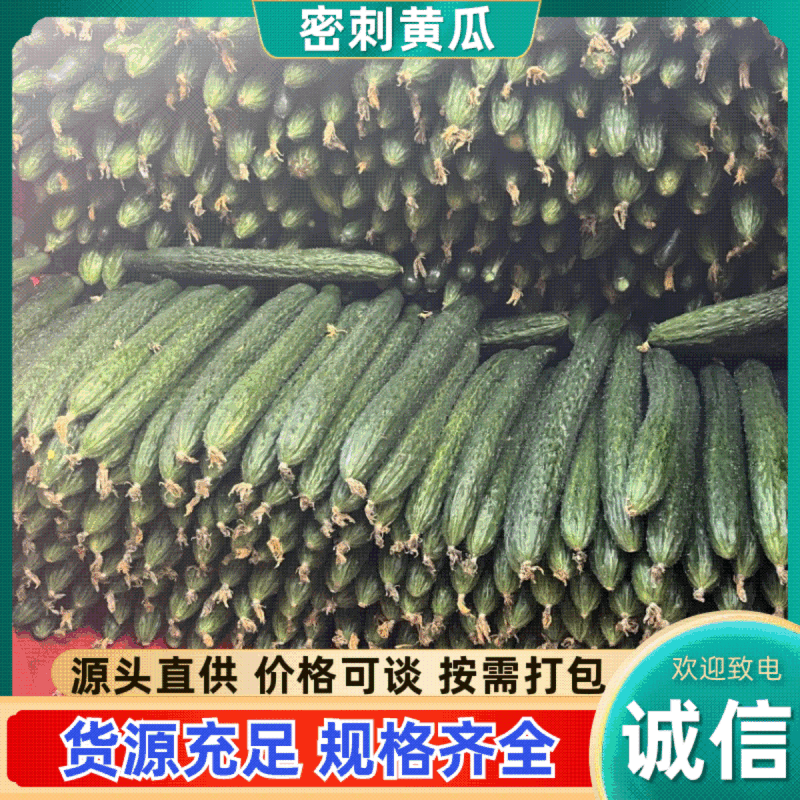 贵州新鲜密刺黄瓜，顶花带刺，现摘现发，一手货源，全国供货