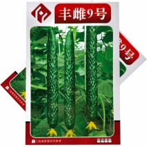 丰雌9号黄瓜种子密刺黄瓜种子短把绿肉肉厚心腔小刺瘤明显