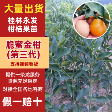 【回头客多】脆密金桔苗融安脆密金柑桂林基地发货