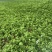 【免费提供种植技术】优质白术芽白术种苗成活率高品质好