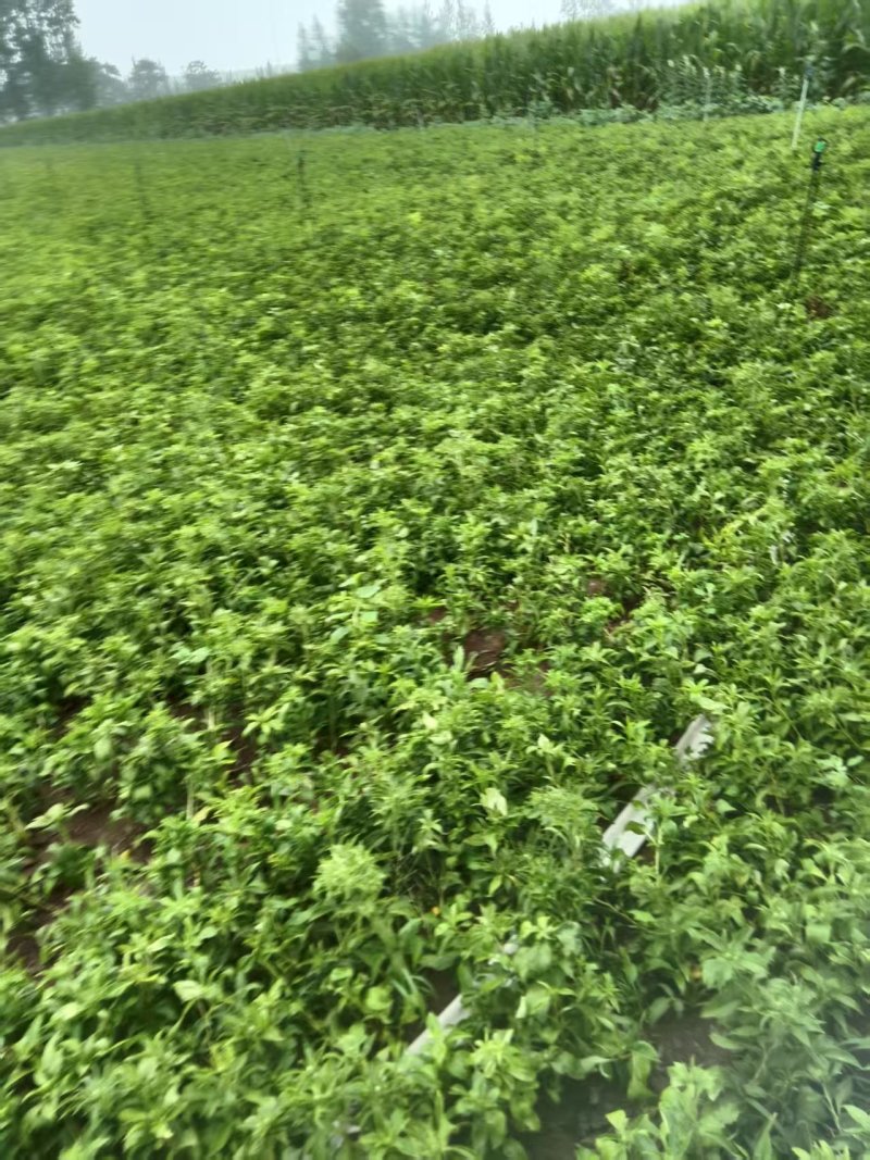 【免费提供种植技术】优质白术芽白术种苗成活率高品质好